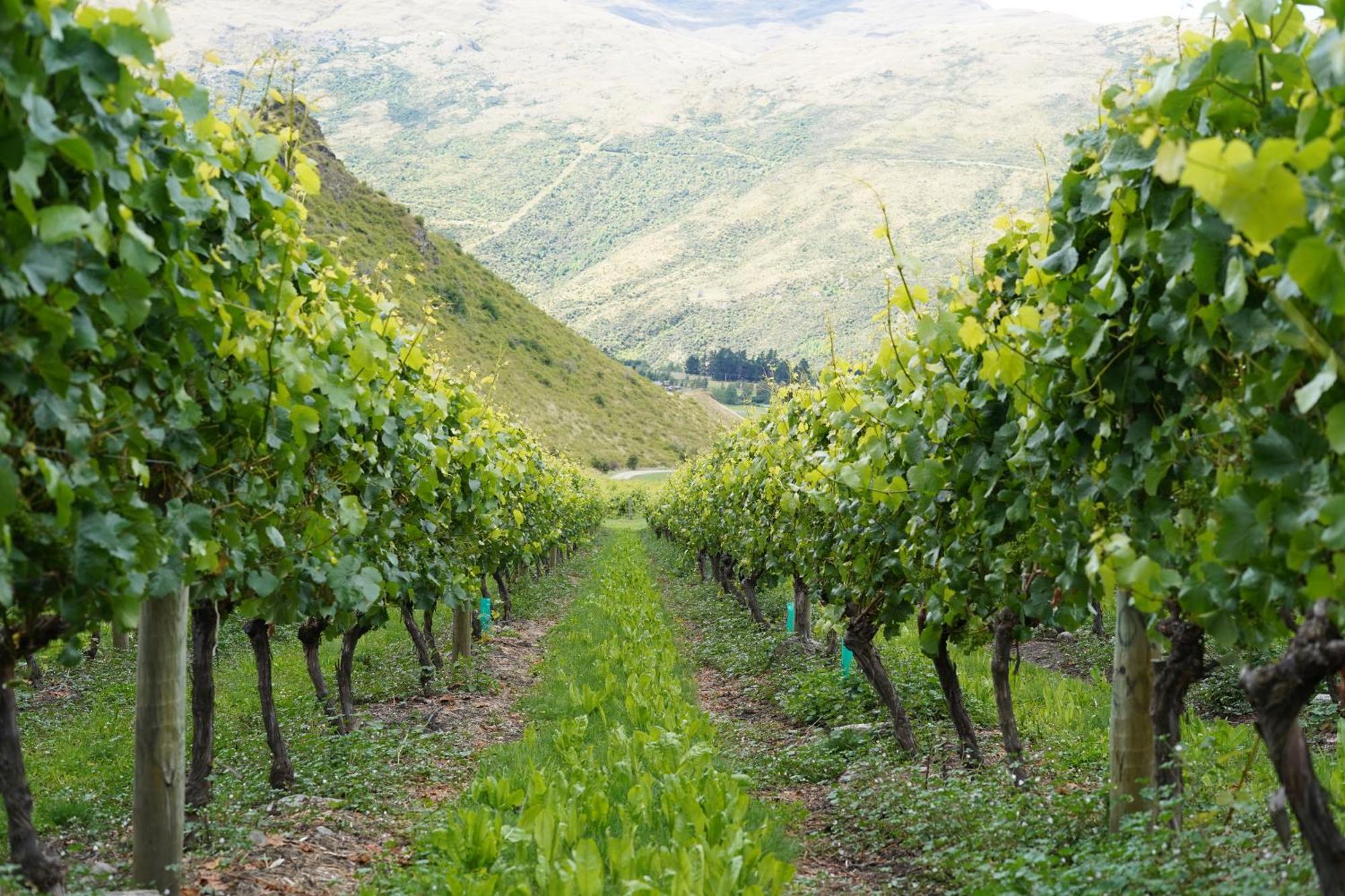 Mt Rosa Lodge Boutique Vineyard Accommodation Ванака Экстерьер фото